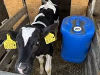 Toro, Raza Holstein — foto 2