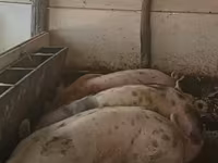 Locha, Świnie — zdjęcie 1
