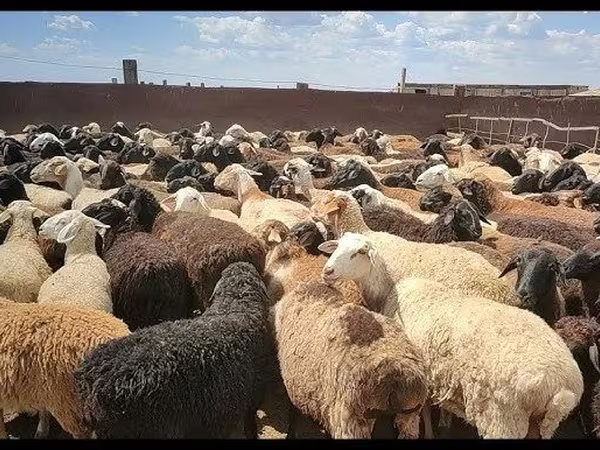 Qoç, Qoyunlar