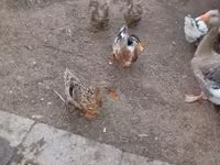 Ducks — photo 1