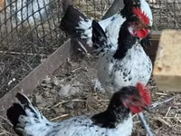 Chickens — zdjęcie 4