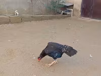 Old English Game — zdjęcie 1