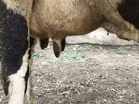 Vaca, Russian Black pied cattle — foto 4