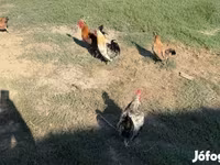 डेनिश हेन — फ़ोटो 1