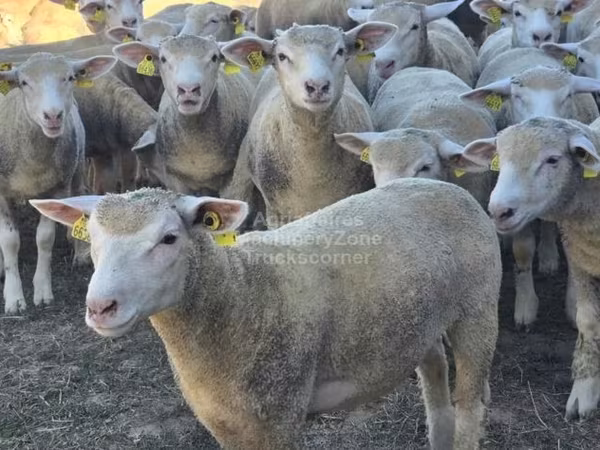 Ovelha, Ile-de-France sheep