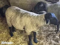 Kos, White Suffolk sheep — 5. fotó