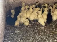 Ducks — foto 2