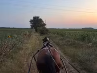 Кобыла, Лошади — фото 1