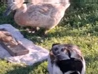 Ducks — photo 3