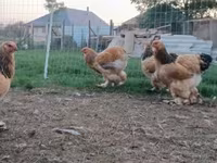 Brahma — foto 2