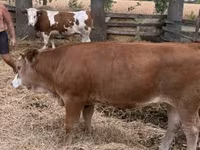 بقرة, Simmental cattle — الصورة 6
