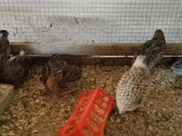 Quails — photo 7