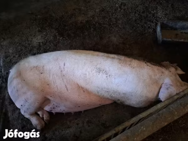 Säue,  — Ungarn
