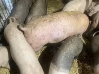 猪（批次，未指定性别）, Pigs — 照片 7
