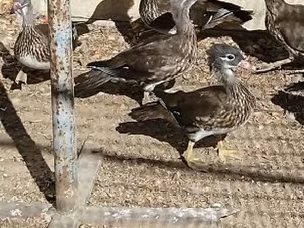 Ducks — Magyarország