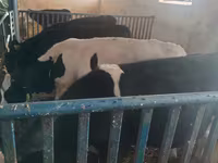 公牛, Cattle — 照片 5
