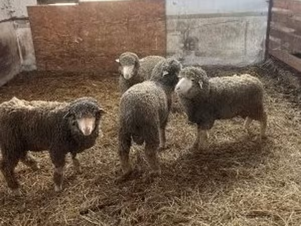 Beran, Merino sheep — Maďarsko