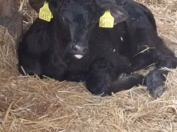 Bull, Aberdeen-Angus
