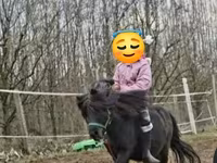 Caballo, Shetland Pony — foto 2