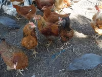 Chickens — 3. fotó