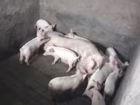 Boar, Pigs — photo 1