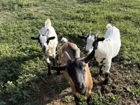 母山羊, Goats — 照片 2