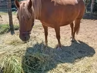 Yegua, Caballos — foto 8