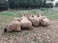 Овцы (партия, пол не указан), Рацка овца — фото 4