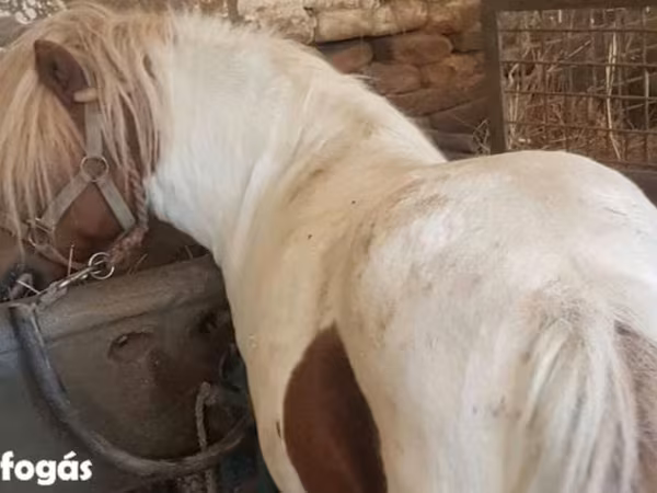 Mare, Horses — Hungary