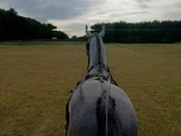 Айғыр, Lipizzaner — 2-сурет