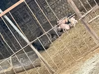 Süldőanya, Sertések — 4. fotó