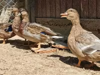 Ducks — zdjęcie 2