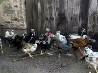 ससेक्स — फ़ोटो 2