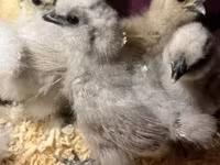 Силки — 1-сурет