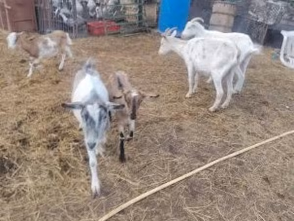 Caballo, Caballos