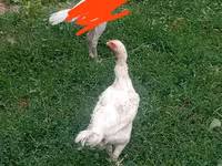 Cinza da Califórnia — foto 2
