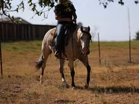 Égua, Quarter Horse — foto 3