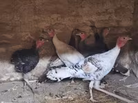 Turkeys — foto 1