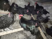 Australorp — photo 3