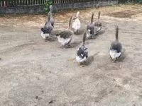 Geese — 1. fotó