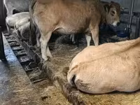 Tehén, Aubrac cattle — 1. fotó