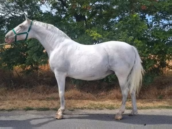 Madyan, Lipizzaner