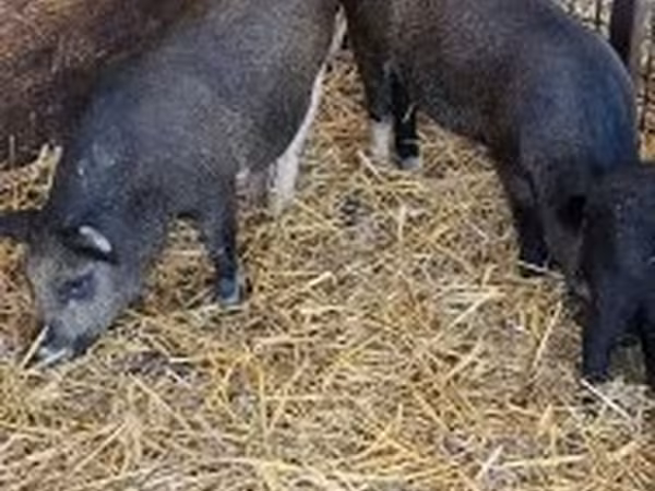 Boar,  — Hungary