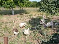 Geese — 1-сурет