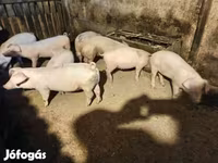 Boar, Пятнистая — photo 6