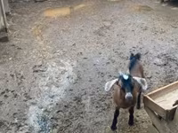 Bak, Alpine goat — 2. fotó