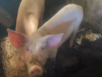 Pigs (batch, sex not specified), Pigs — photo 2