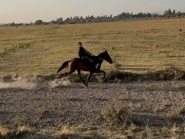 Mare, French Trotter