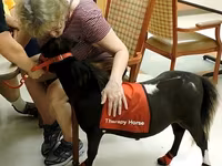 Kanca, Miniature horse — 7. fotó