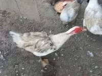 Ducks — photo 1